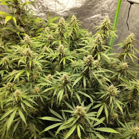 Apple Fritter #1.2 growlog timeline photo