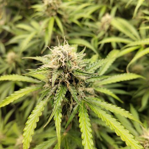 Apple Fritter #1.2 growlog timeline photo