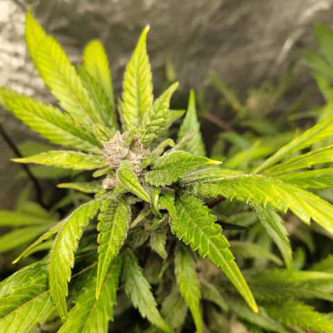 Mysteria growlog timeline photo