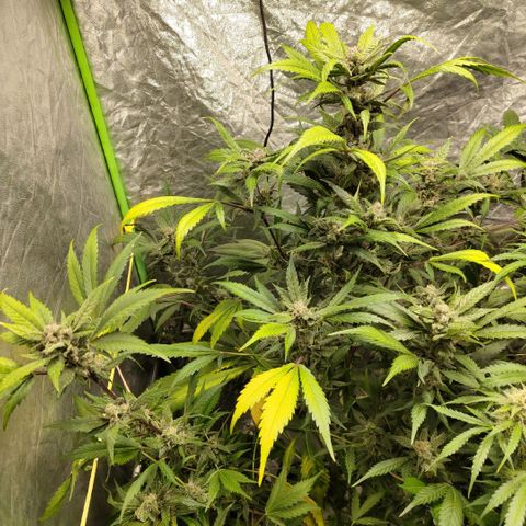 Mysteria growlog timeline photo