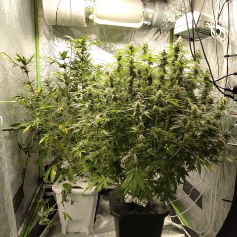 Mysteria growlog timeline photo