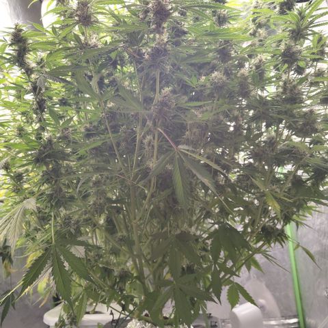 Apple Fritter #1.2 growlog timeline photo