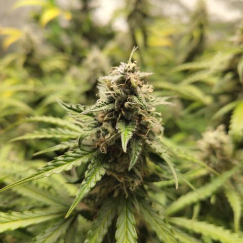 Apple Fritter #1.2 growlog timeline photo