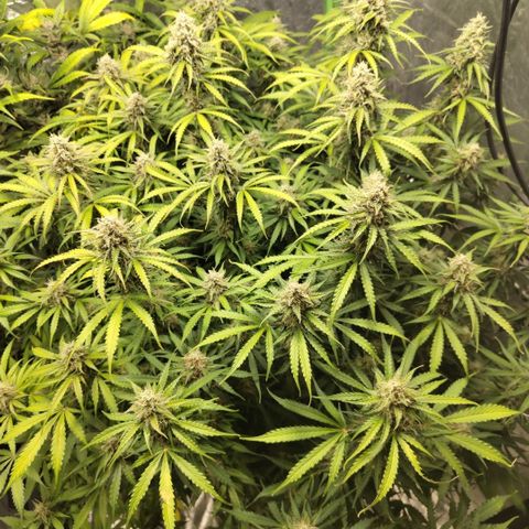 Apple Fritter #1.2 growlog timeline photo