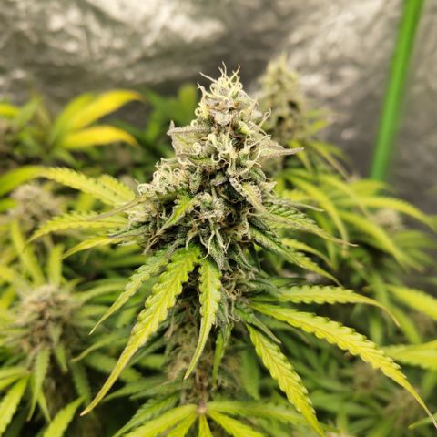 Apple Fritter #1.2 growlog timeline photo
