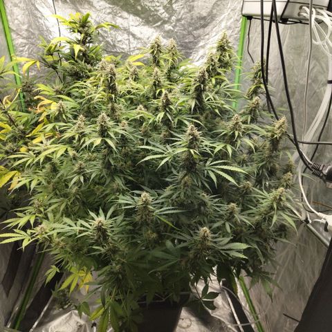 Apple Fritter #1.2 growlog timeline photo