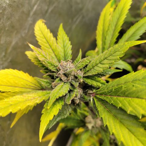 Mysteria growlog timeline photo