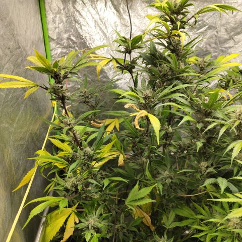 Mysteria growlog timeline photo