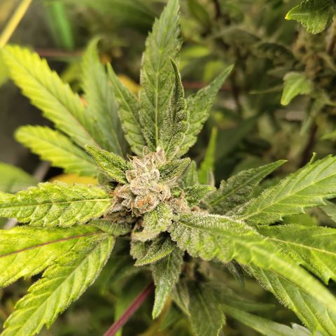 Mysteria growlog timeline photo