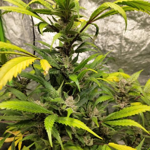 Mysteria growlog timeline photo