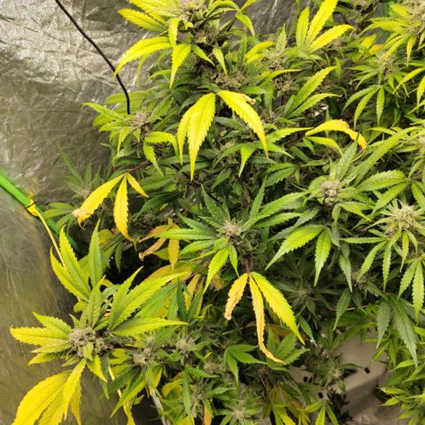 Mysteria growlog timeline photo
