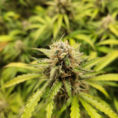 Apple Fritter #1.2 growlog timeline photo
