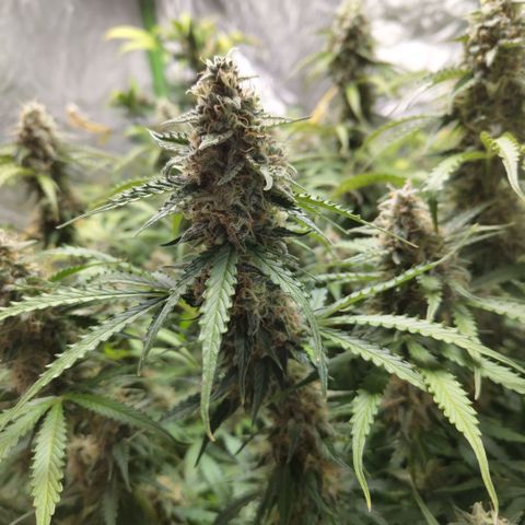 Apple Fritter #1.2 growlog timeline photo
