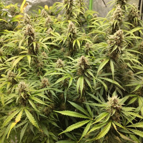 Apple Fritter #1.2 growlog timeline photo