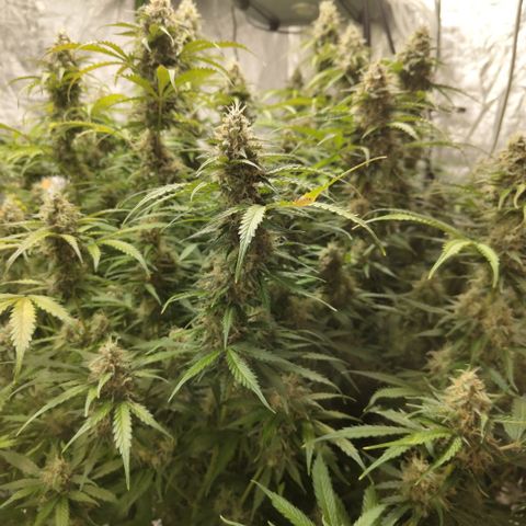 Apple Fritter #1.2 growlog timeline photo