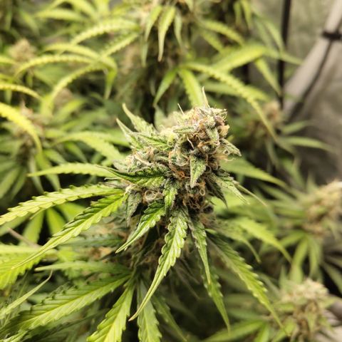 Apple Fritter #1.2 growlog timeline photo