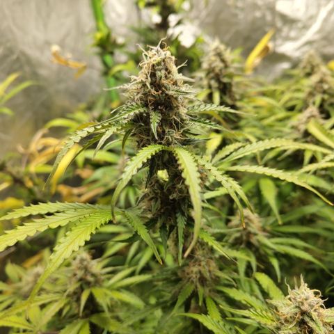 Apple Fritter #1.2 growlog timeline photo