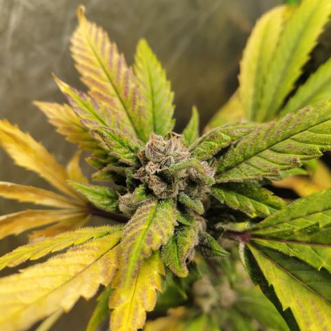 Mysteria growlog timeline photo