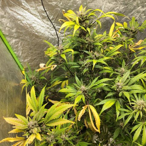 Mysteria growlog timeline photo
