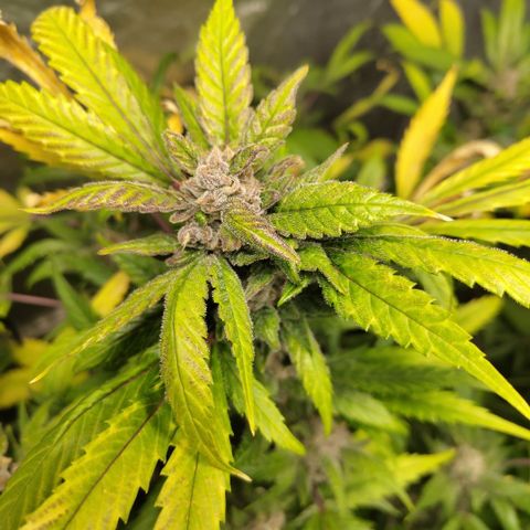 Mysteria growlog timeline photo