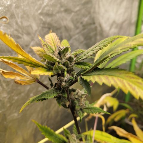 Mysteria growlog timeline photo