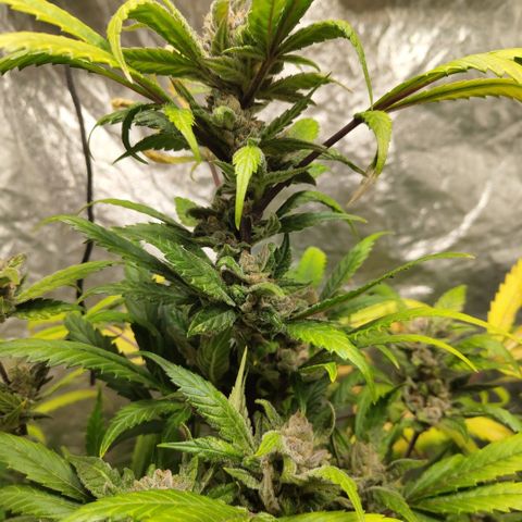 Mysteria growlog timeline photo