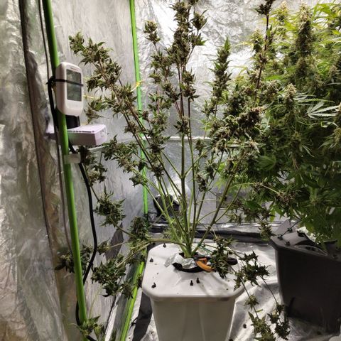 Mysteria growlog photo: After first trim
