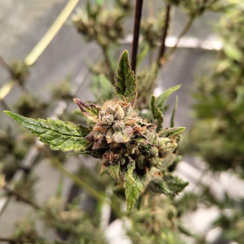 Mysteria growlog photo: After first trim