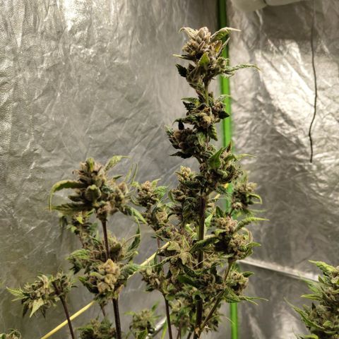 Mysteria growlog photo: After first trim