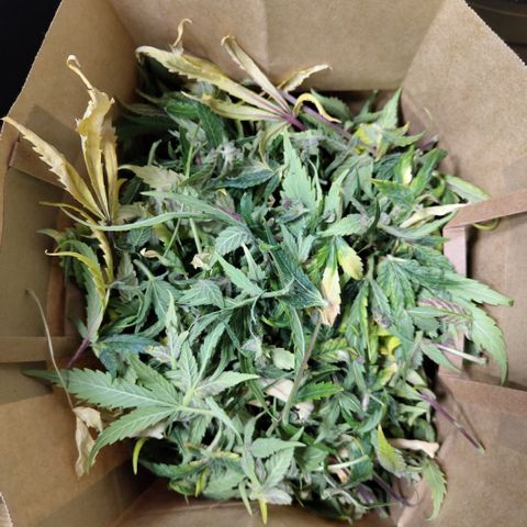 Mysteria growlog photo: After first trim
