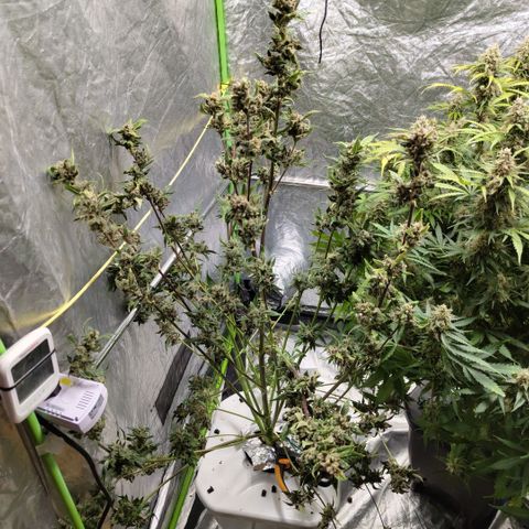 Mysteria growlog photo: After first trim