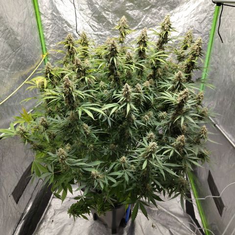 Apple Fritter #1.2 growlog photo: All alone