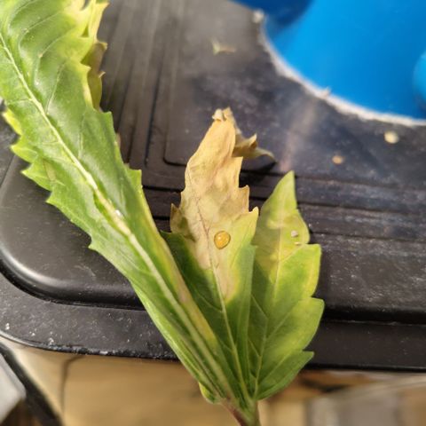 Mysteria growlog photo: Resin?