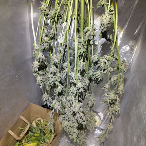 Mysteria growlog timeline photo