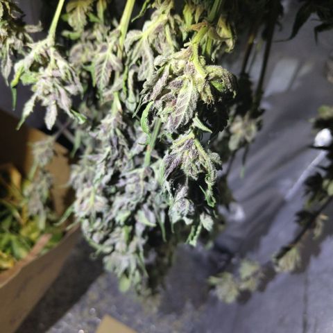 Mysteria growlog timeline photo