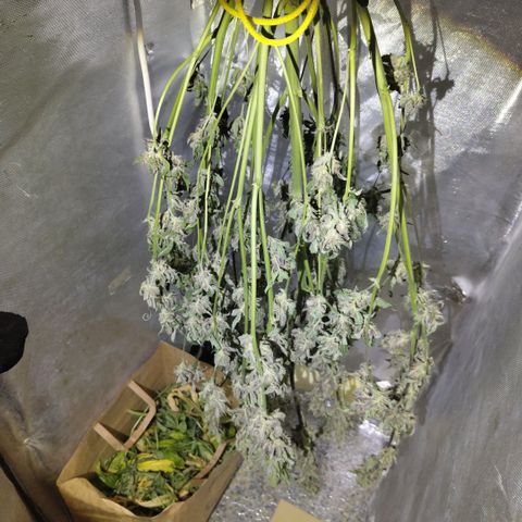 Mysteria growlog timeline photo