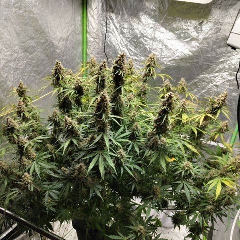 Apple Fritter #1.2 growlog timeline photo