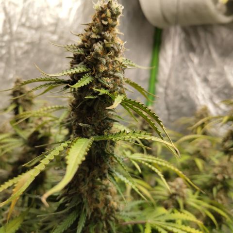 Apple Fritter #1.2 growlog timeline photo