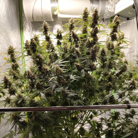 Apple Fritter #1.2 growlog timeline photo