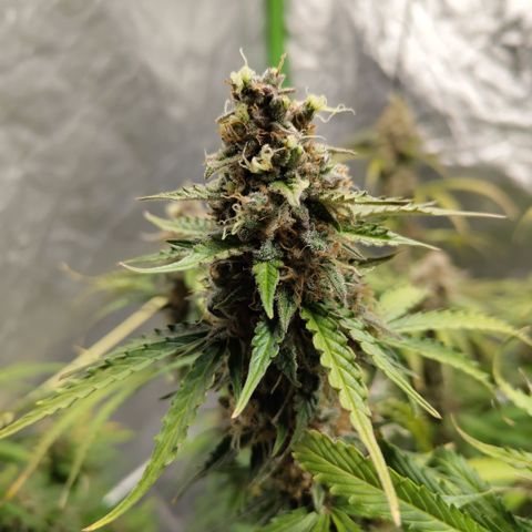 Apple Fritter #1.2 growlog timeline photo