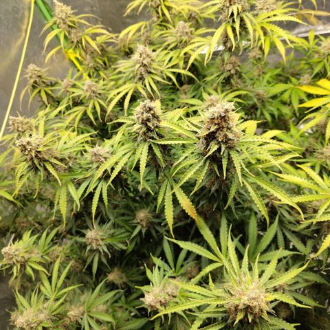 Apple Fritter #1.2 growlog timeline photo