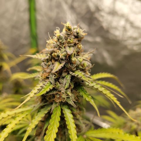 Apple Fritter #1.2 growlog timeline photo