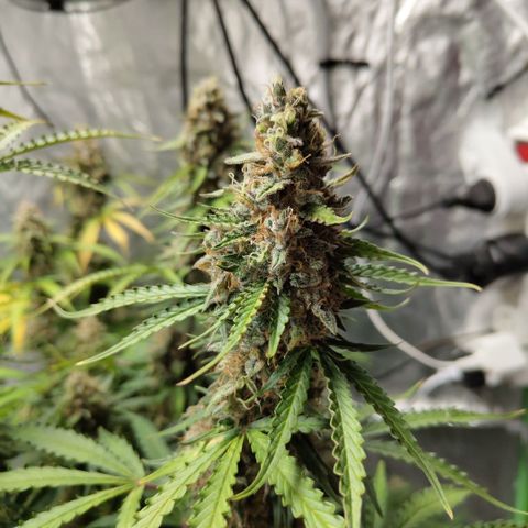 Apple Fritter #1.2 growlog timeline photo
