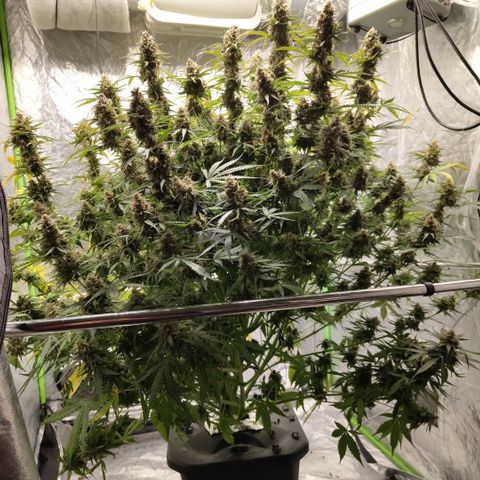 Apple Fritter #1.2 growlog timeline photo
