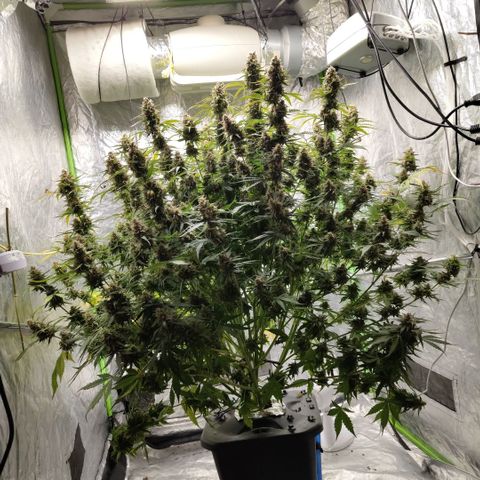 Apple Fritter #1.2 growlog photo: Before trim