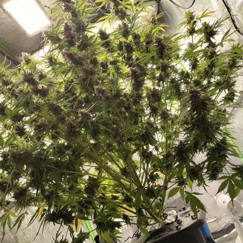 Apple Fritter #1.2 growlog photo: Before trim