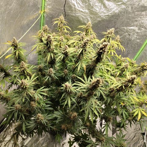 Apple Fritter #1.2 growlog photo: Before trim