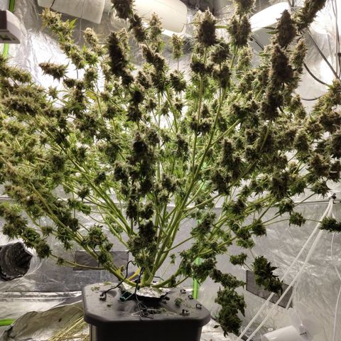 Apple Fritter #1.2 growlog photo: After first trim