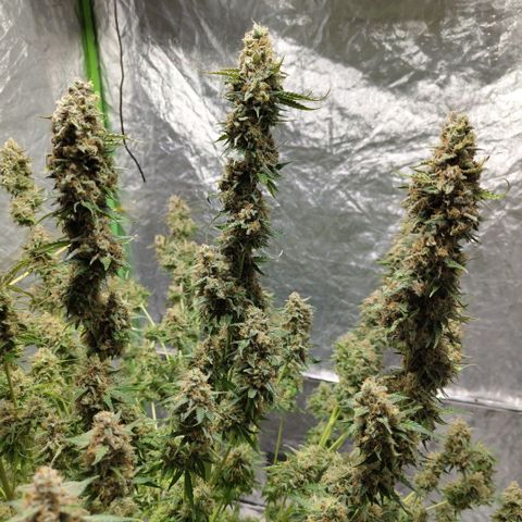 Apple Fritter #1.2 growlog photo: After first trim