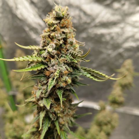 Apple Fritter #1.2 growlog photo: After first trim
